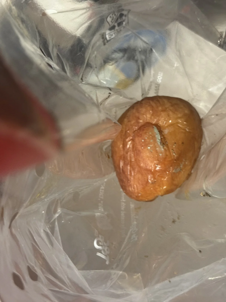File:A bad apple in a Costco bag of Envy Apples.webp